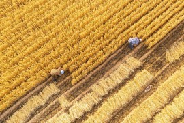 中共中央、国务院：适当提高小麦最低收购价，合理确定稻谷最低收购价